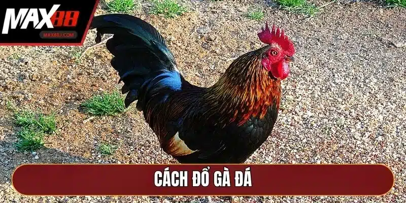 Cách Đổ Gà Đá