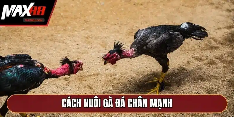 cách nuôi gà đá chân mạnh