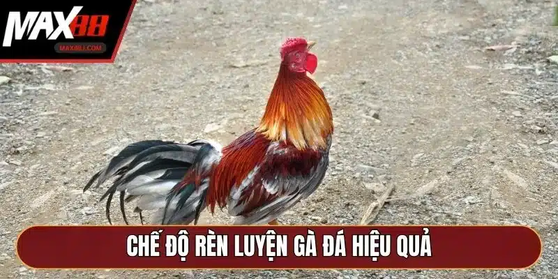 Chế độ rèn luyện gà đá hiệu quả Chế độ rèn luyện gà đá hiệu quả