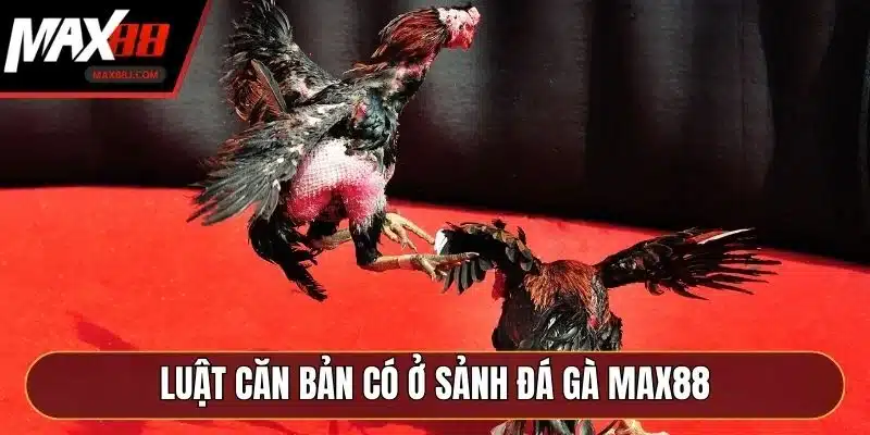 Luật căn bản có ở sảnh đá gà MAX88 Luật căn bản có ở sảnh đá gà MAX88