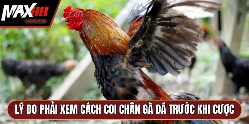 Lý do phải xem cách coi chân gà đá trước khi cược Lý do phải xem cách coi chân gà đá trước khi cược