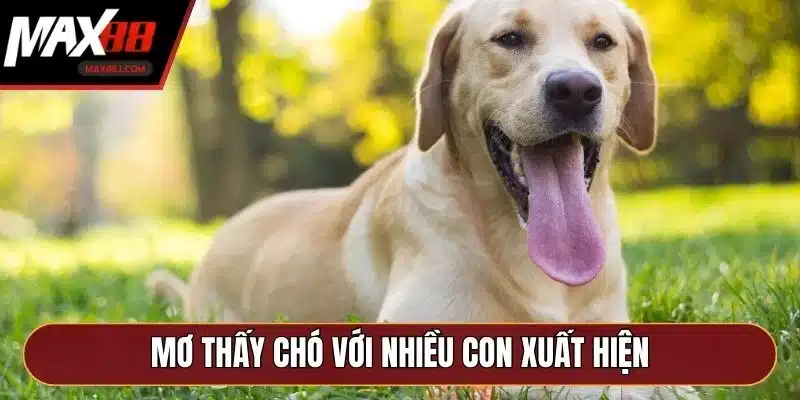Mơ thấy chó với nhiều con xuất hiện Mơ thấy chó với nhiều con xuất hiện
