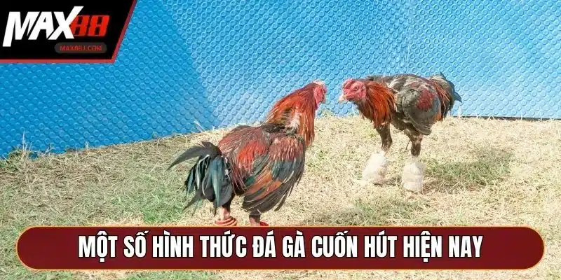 Một số hình thức đá gà cuốn hút hiện nay Một số hình thức đá gà cuốn hút hiện nay