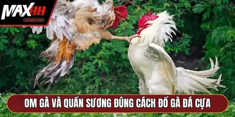Om gà và quần sương đúng cách đổ gà đá cựa Om gà và quần sương đúng cách đổ gà đá cựa