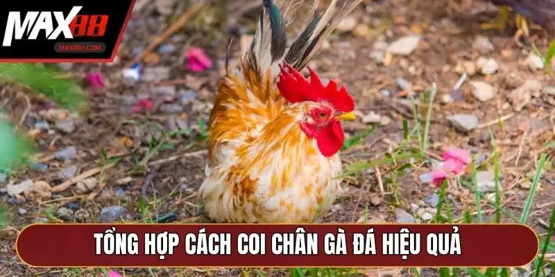 Tổng hợp cách coi chân gà đá hiệu quả Tổng hợp cách coi chân gà đá hiệu quả