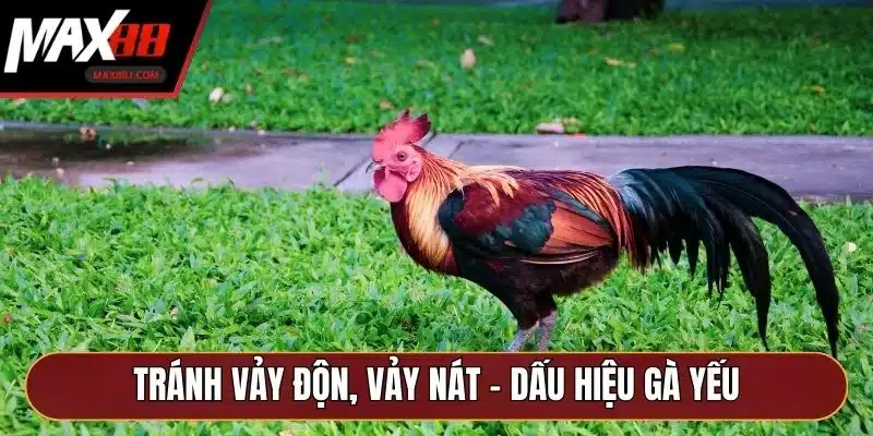 Tránh vảy độn, vảy nát - Dấu hiệu gà yếu Tránh vảy độn, vảy nát - Dấu hiệu gà yếu