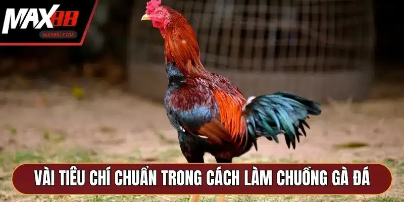 Vài tiêu chí chuẩn trong cách làm chuồng gà đá Vài tiêu chí chuẩn trong cách làm chuồng gà đá